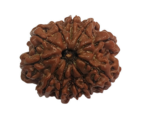 11 Mukhi Rudraksha: Unlock Power, Courage, and Spiritual Awakening#11MukhiRudraksha #CourageAndPower #SpiritualAwakening #HealingBeads #DivineProtection #ChakraHealing #HolisticWellness #SacredBeads #MeditationAid #PositiveEnergy #EnergyBalance #SpiritualGrowth #NaturalHealing






