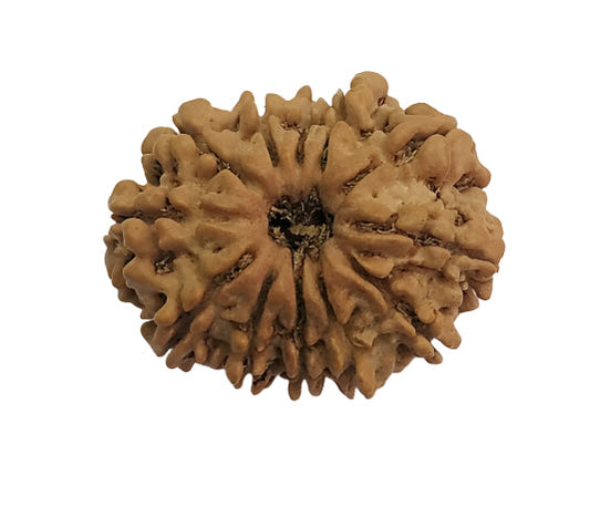 12 Mukhi Rudraksha: Boost Leadership, Confidence, and Divine Guidance#12MukhiRudraksha #LeadershipEnergy #DivineGuidance #ConfidenceBoost #SpiritualHealing #ChakraBalancing #HealingBeads #HolisticWellness #SacredBeads #MeditationAid #PositiveVibes #EnergyHealing #NaturalHealing