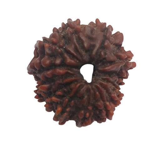 13 Mukhi Rudraksha: Enhance Wisdom, Prosperity, and Inner Peace#13MukhiRudraksha #WisdomEnhancement #InnerPeace #ProsperityBeads #SpiritualHealing #DivineBlessings #ChakraBalancing #HolisticWellness #SacredBeads #MeditationAid #PositiveEnergy #NaturalHealing #EnergyBoost