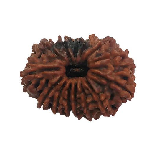 14 Mukhi Rudraksha: Unlock Strength, Spiritual Power, and Success#14MukhiRudraksha #SpiritualPower #StrengthAndSuccess #HealingBeads #DivineBlessings #ChakraBalancing #EnergyHealing #HolisticWellness #SacredBeads #MeditationAid #PositiveVibes #NaturalHealing #WisdomBoost







