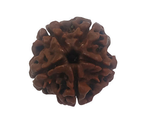4 Mukhi Rudraksha: Unlock Spiritual Wisdom and Inner Harmony#4MukhiRudraksha #SacredBeads #SpiritualHealing #ChakraBalancing #PositiveVibes #DivineBlessings #YogaAccessory #MeditationBeads #HolisticWellness #EnergyBoost #HinduTradition #Natural