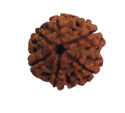 6 Mukhi Rudraksha: Embrace Confidence and Emotional Balance#6MukhiRudraksha #ConfidenceBoost #EmotionalBalance #SpiritualHealing #DivineEnergy #HolisticWellness #MeditationBeads #ChakraHealing #SacredBeads #NaturalRemedy