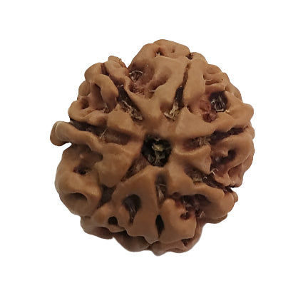 7 Mukhi Rudraksha: Attract Wealth and Spiritual Growth #7MukhiRudraksha #WealthAttraction #SpiritualGrowth #HealingBeads #DivineEnergy #ChakraBalancing #SacredBeads #HolisticWellness #MeditationAid #NaturalHealing






