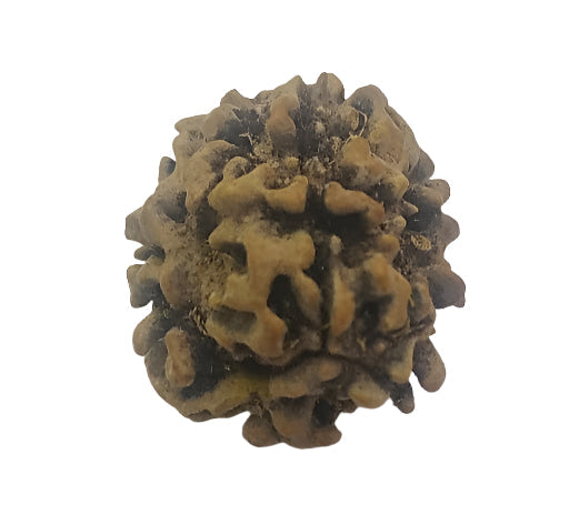 Authentic 3 Mukhi Rudraksha, promotes self-confidence, vitality, and personal growth.
#3MukhiRudraksha #RudrakshaBeads #SelfConfidence #Vitality #PersonalGrowth #EnergyHealing #SacredBeads #MeditationJewelry #DivineBlessings #RudrakshaHealing